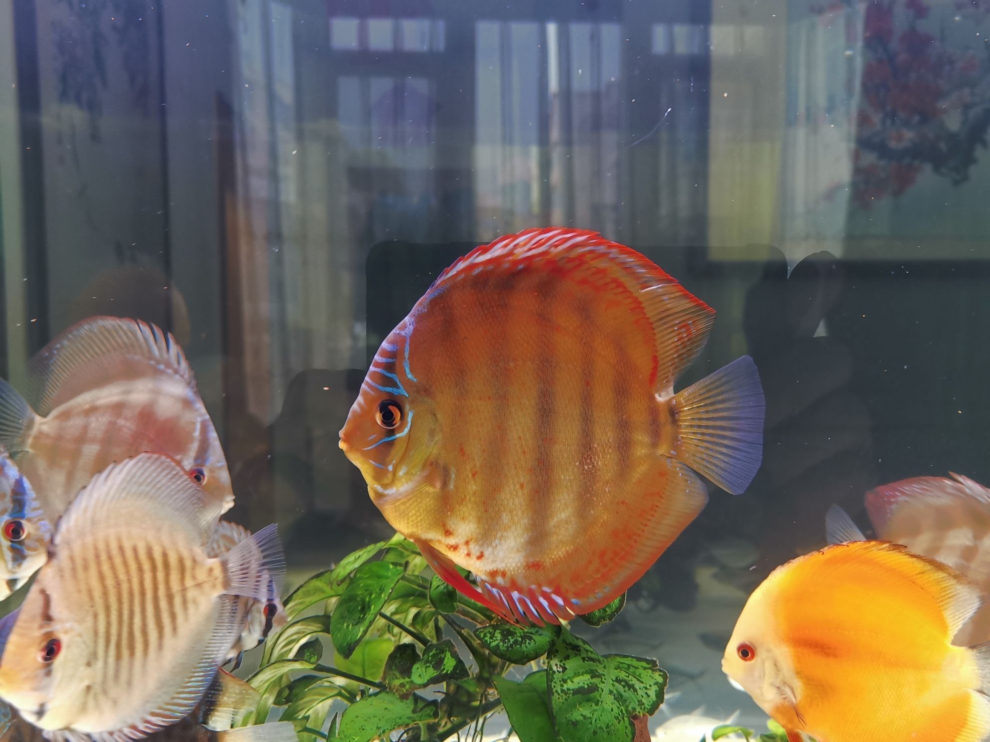 巢湖水族館打卡曬魚（合肥巢湖水族館打卡曬魚拍照發(fā)圖一起共賞水生生物） 巢湖水族館打卡曬魚（合肥巢湖水族館打卡曬魚拍照發(fā)圖一起共賞水生生物） 觀賞魚百科 第2張