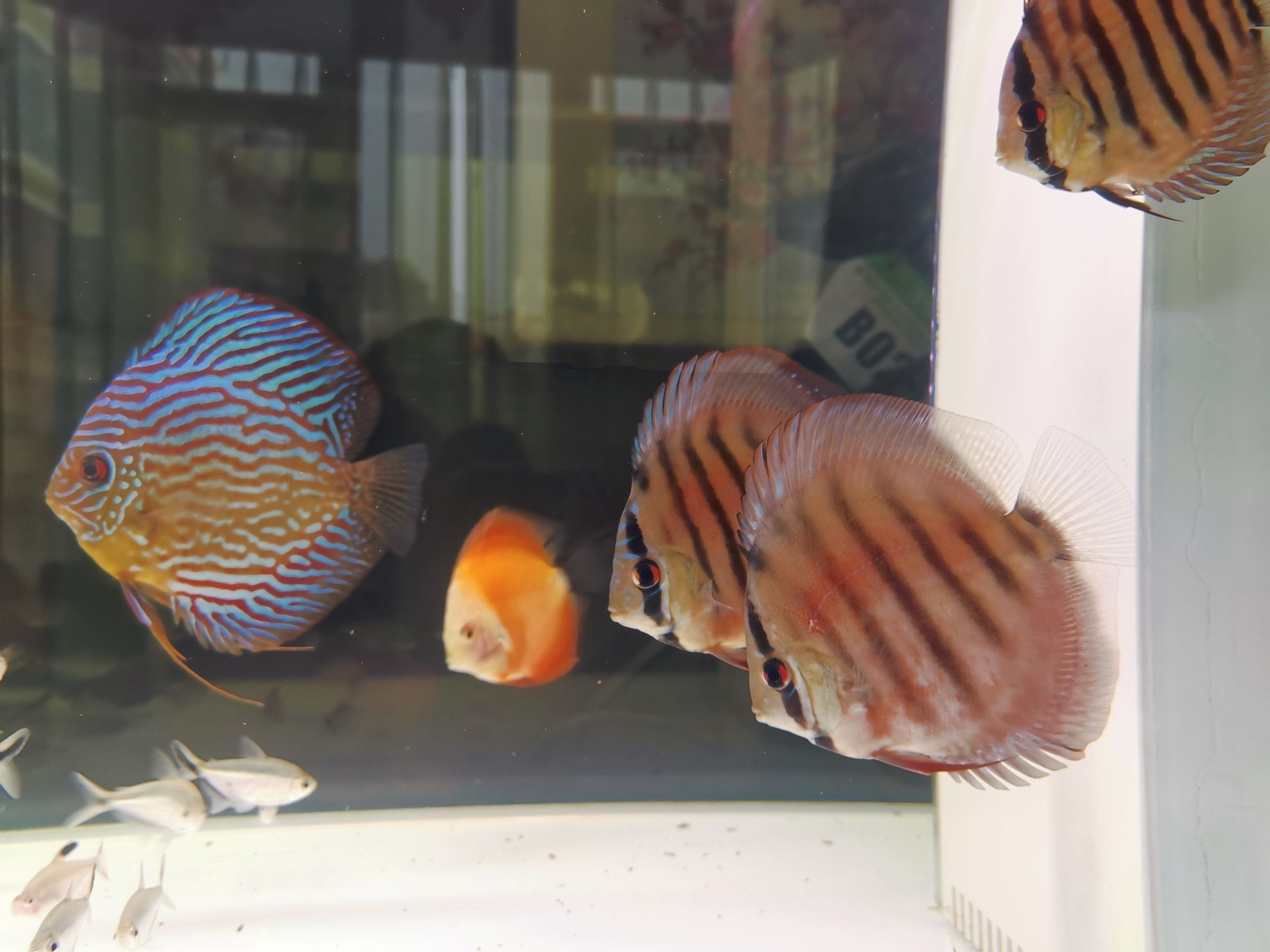 巢湖水族館打卡曬魚（合肥巢湖水族館打卡曬魚拍照發(fā)圖一起共賞水生生物） 巢湖水族館打卡曬魚（合肥巢湖水族館打卡曬魚拍照發(fā)圖一起共賞水生生物） 觀賞魚百科 第3張