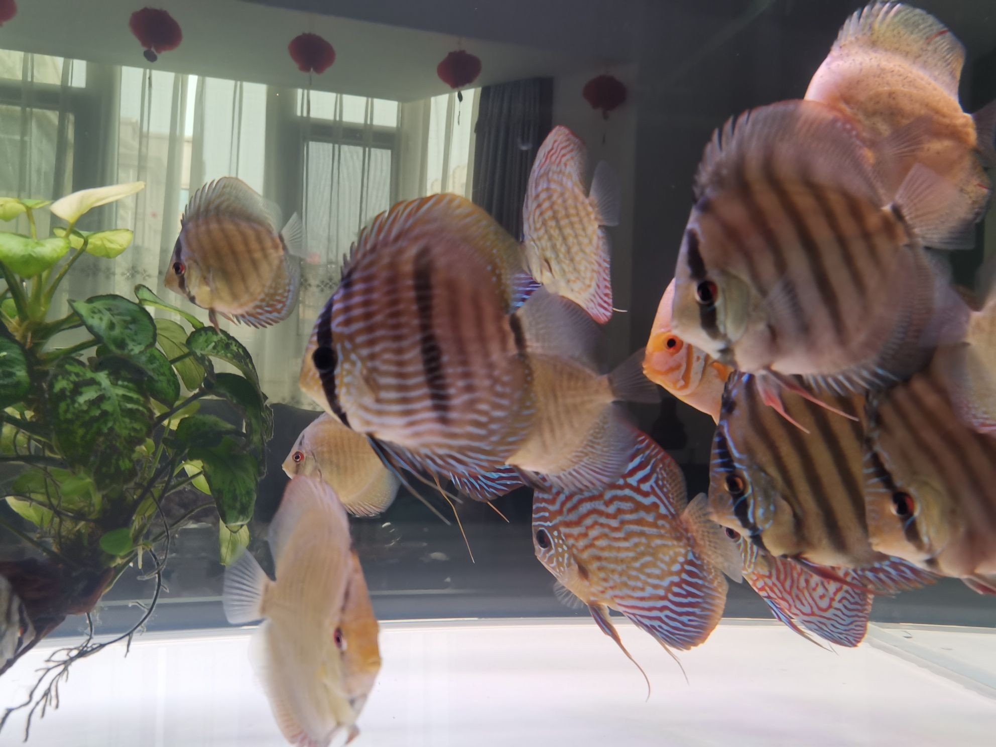 巢湖水族館打卡曬魚（合肥巢湖水族館打卡曬魚拍照發(fā)圖一起共賞水生生物） 巢湖水族館打卡曬魚（合肥巢湖水族館打卡曬魚拍照發(fā)圖一起共賞水生生物） 觀賞魚百科 第4張