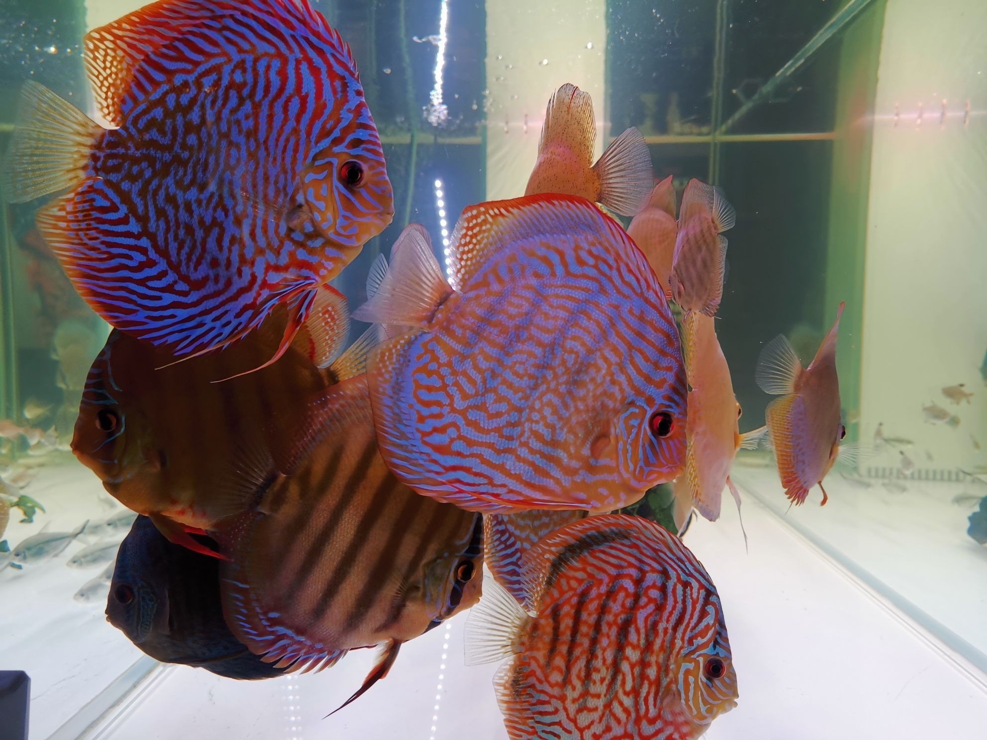 巢湖水族館打卡曬魚（合肥巢湖水族館打卡曬魚拍照發(fā)圖一起共賞水生生物） 巢湖水族館打卡曬魚（合肥巢湖水族館打卡曬魚拍照發(fā)圖一起共賞水生生物） 觀賞魚百科 第5張