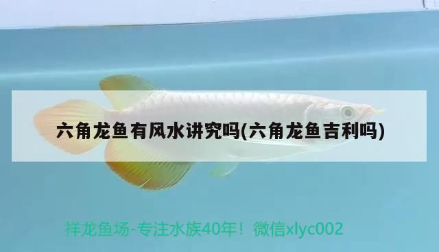 六角龍魚有風水講究嗎(六角龍魚吉利嗎)