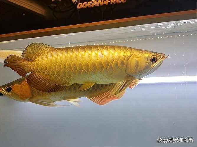 龍魚身形不直會影響壽命嗎（觀賞魚的壽命不長原因在這里搜狐龍魚早逝的四大原因） 龍魚身形不直會影響壽命嗎（觀賞魚的壽命不長原因在這里搜狐龍魚早逝的四大原因） 龍魚百科 第2張