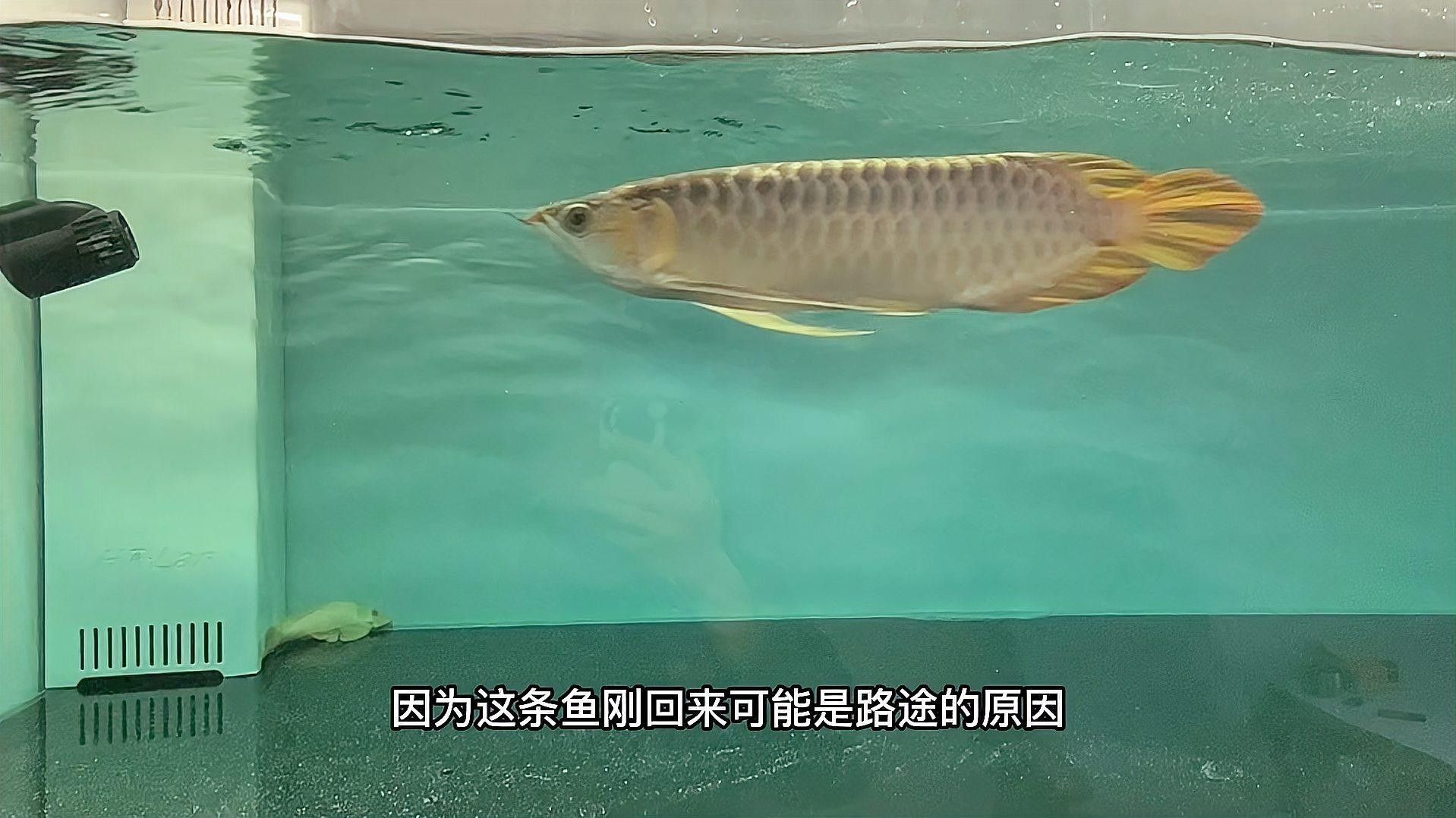 龍魚鰓蓋魚鰭有白色的東西（龍魚鰓蓋和魚鰭上有白色物質怎么辦）