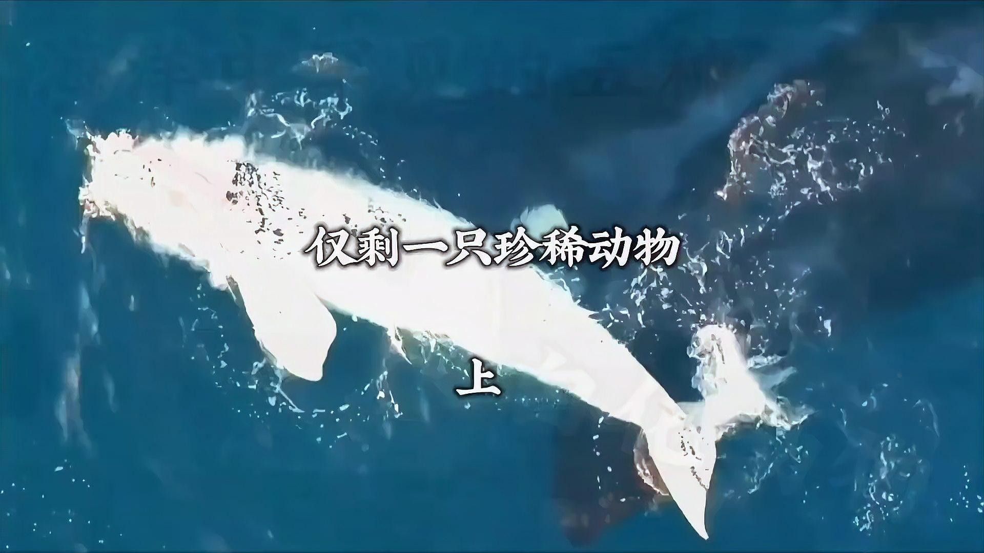 能提供更多稀有品種的價(jià)格信息嗎（全球各類(lèi)稀有品種價(jià)格信息匯總） 能提供更多稀有品種的價(jià)格信息嗎（全球各類(lèi)稀有品種價(jià)格信息匯總） 龍魚(yú)百科 第1張