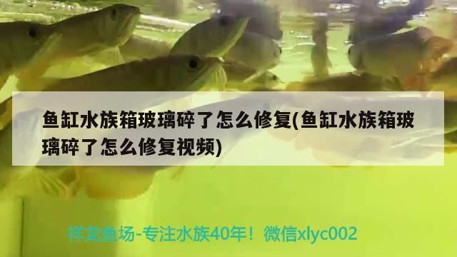 西寧水族批發市場有哪些？（西寧水族市場在哪里）