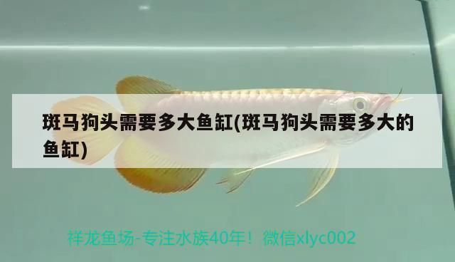 西寧水族批發市場有哪些？（西寧水族市場在哪里）