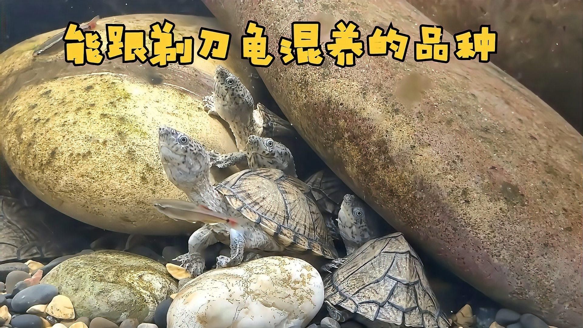 混養剃刀龜需要多大的過濾系統（養剃刀龜時，需要為其提供足夠的過濾系統來維持水質清潔）