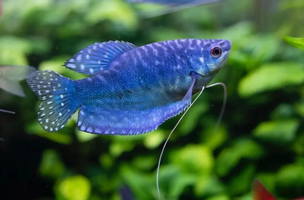 如何保持藍(lán)曼龍魚體色鮮艷 如何保持藍(lán)曼龍魚體色鮮艷 龍魚百科 第6張