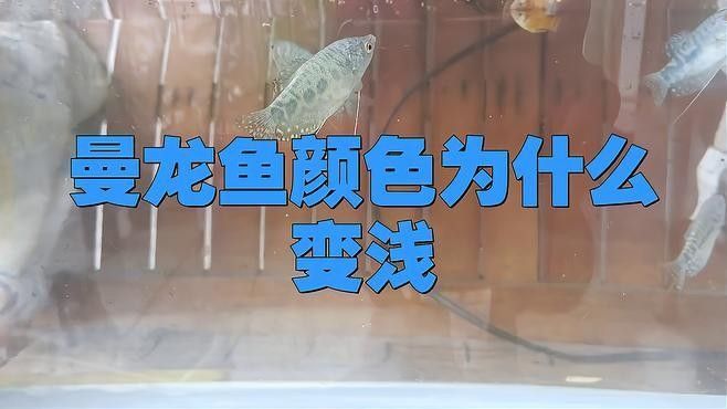 如何保持藍(lán)曼龍魚體色鮮艷 如何保持藍(lán)曼龍魚體色鮮艷 龍魚百科 第8張