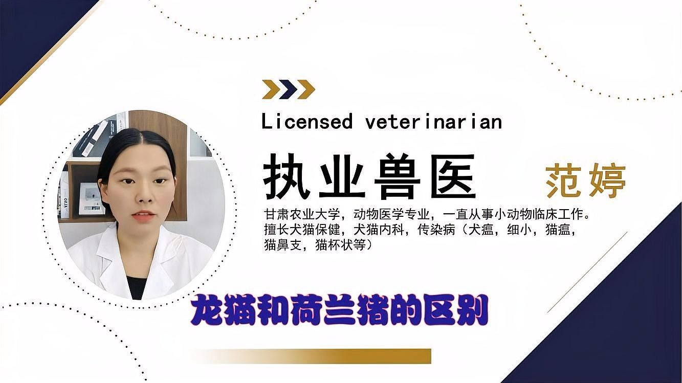 龍貓和荷蘭豬哪個更好養？
