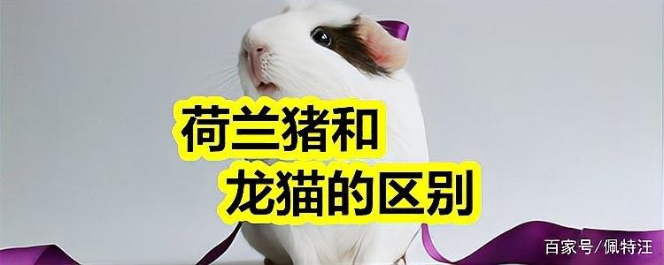 龍貓和荷蘭豬哪個更好養？