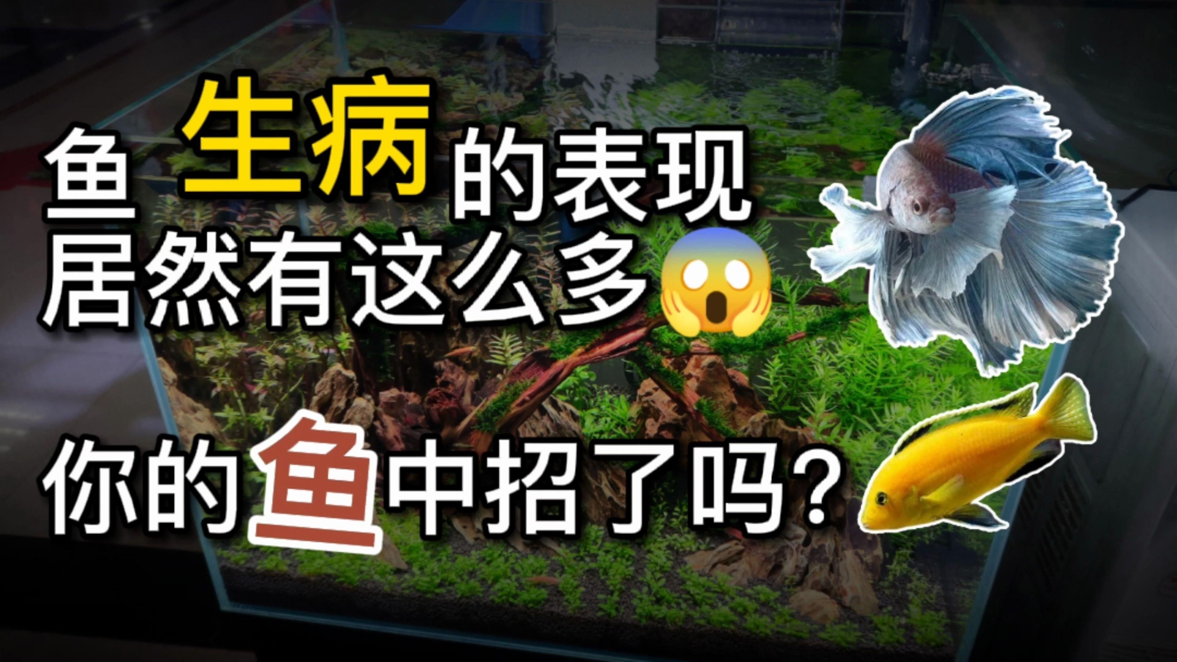 魚缸疾病大全及癥狀 魚缸疾病大全及癥狀 觀賞魚百科 第4張