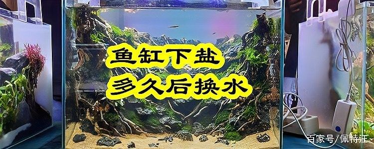 龍魚加鹽后多久換水？（新手養魚必讀:如何正確換水、加鹽避開這5大誤區）