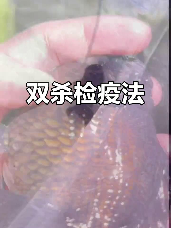 魚鰓發白最簡單三個步驟詳解