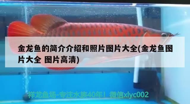 觀賞魚 金龍魚的簡介介紹和照片圖片大全(金龍魚圖片大全圖片高清) 觀賞魚百科 金龍魚的簡介介紹和照片圖片大全(金龍魚圖片大全圖片高清) 金龍魚的簡介介紹和照片圖片大全(金龍魚圖片大全圖片高清) 觀賞魚百科
