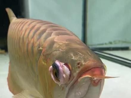 龍魚掉眼手術風險有多大 龍魚掉眼手術風險有多大 龍魚百科 第7張