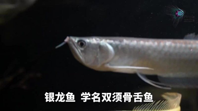 銀龍魚有什么特點(diǎn) 銀龍魚有什么特點(diǎn) 觀賞魚百科 第2張