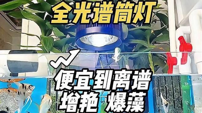 YEE燈管的除藻效果如何（yee燈管的除藻效果）