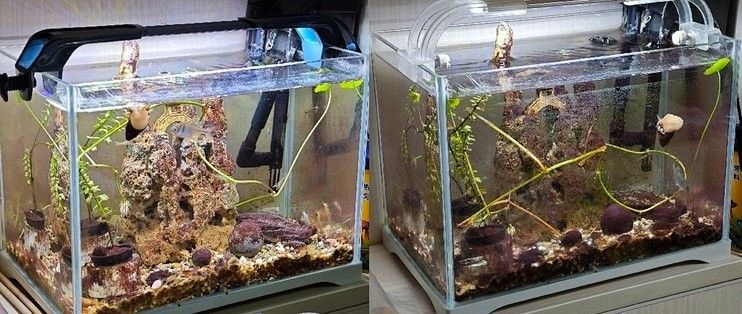 YEE燈管的除藻效果如何（yee燈管的除藻效果）