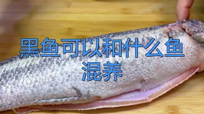 有哪些魚可以和黑魚混養？