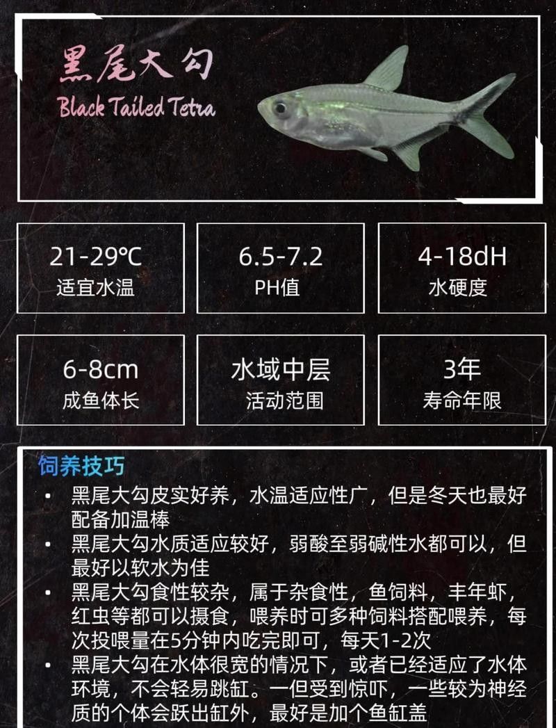 有哪些魚可以和黑魚混養？