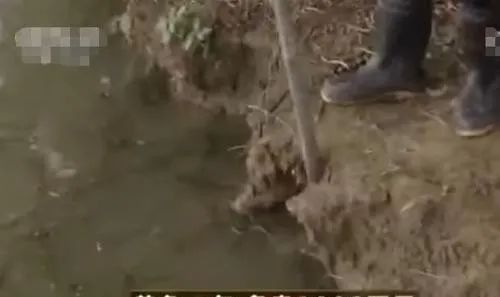 有哪些魚可以和黑魚混養？