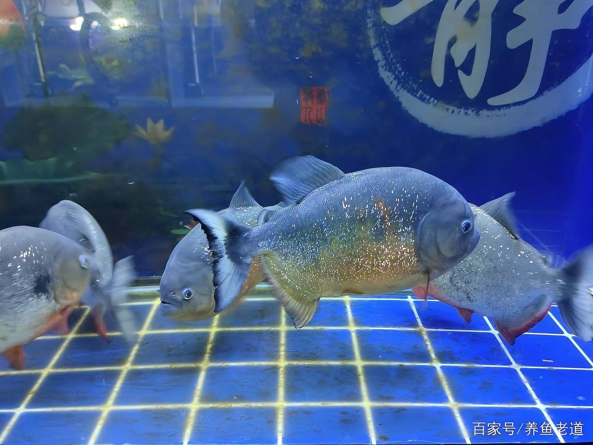 龍魚缸需要多大的底部過濾