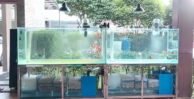龍魚缸需要多大的底部過濾