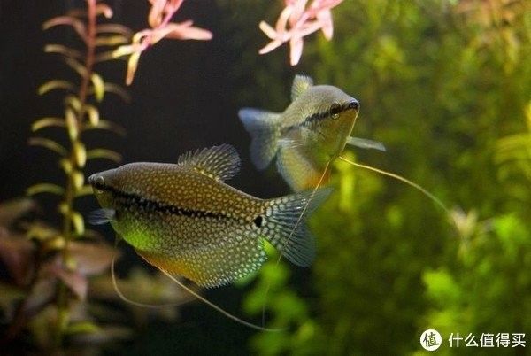如何模擬白子招財龍魚繁殖環境？ 如何模擬白子招財龍魚繁殖環境？ 龍魚百科
