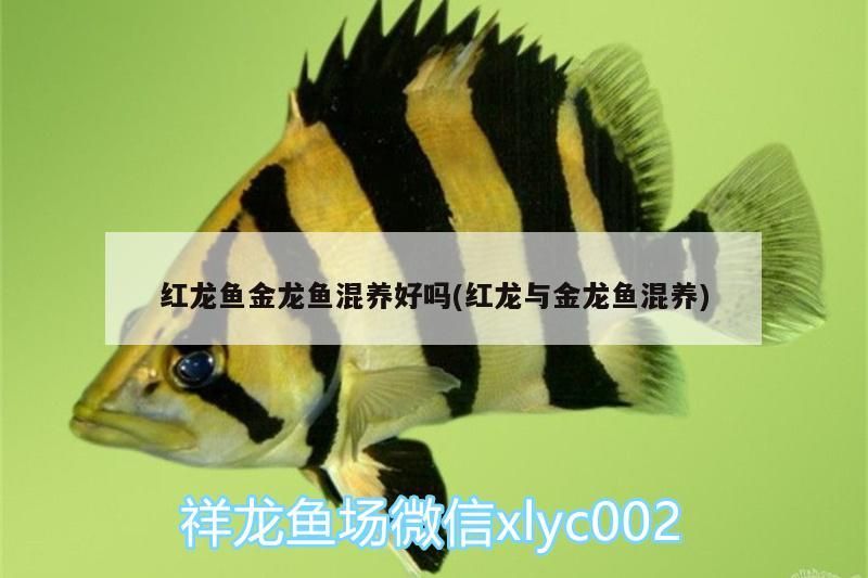 紅龍魚金龍魚混養(yǎng)好嗎(紅龍與金龍魚混養(yǎng))
