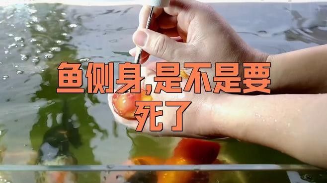 紅龍魚側身游會自愈嗎？（紅龍魚側身游是否能自愈）
