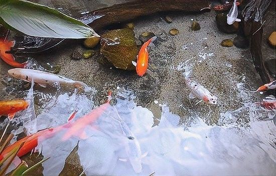 紅龍魚側身游會自愈嗎？（紅龍魚側身游是否能自愈）