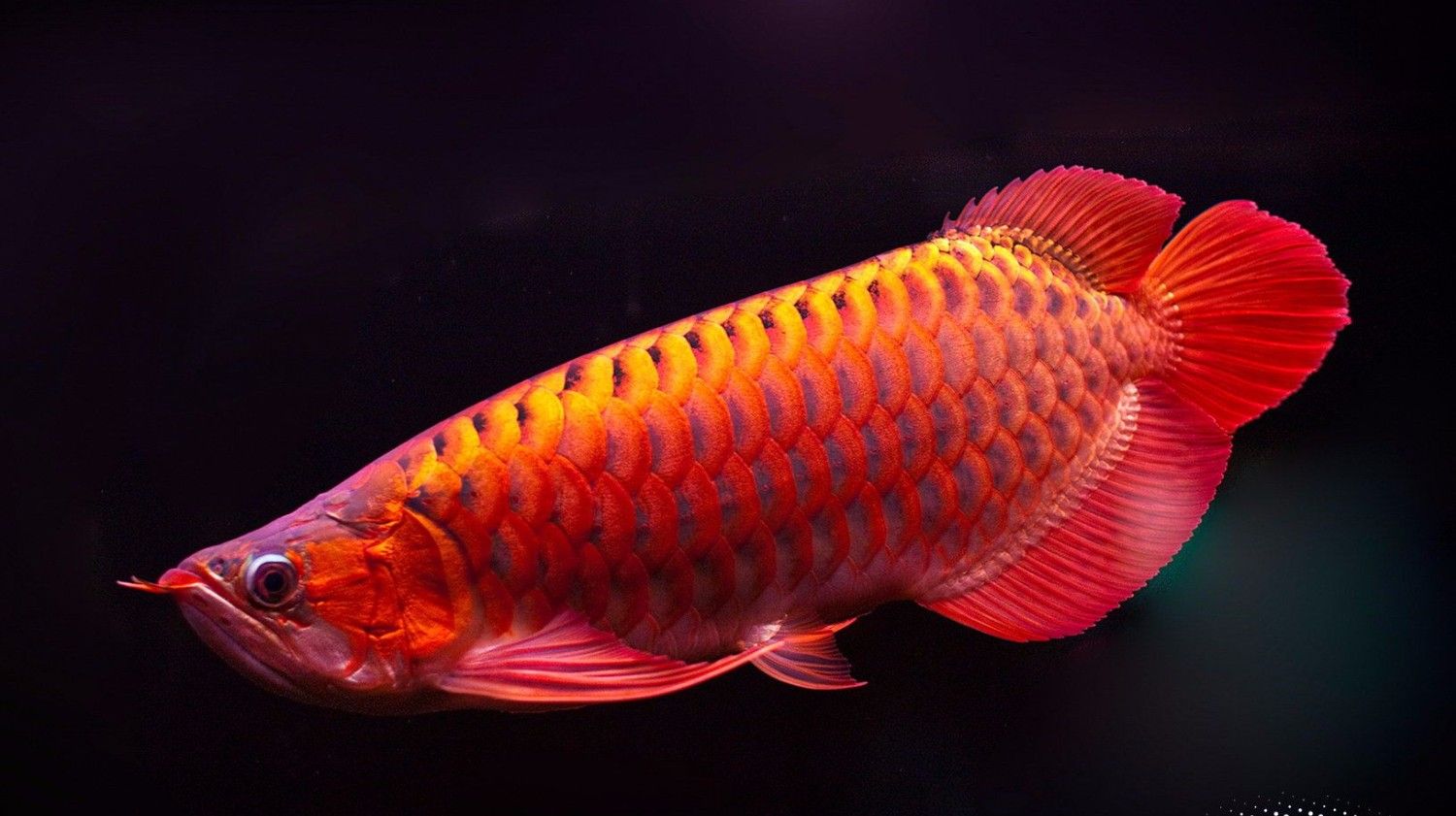 金龍魚簡筆畫視頻教程（金龍魚簡筆畫教程）