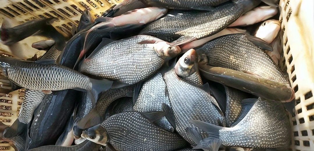 如何辨別野生和人工養(yǎng)殖的雷龍魚（野生雷龍魚與人工養(yǎng)殖的區(qū)別）