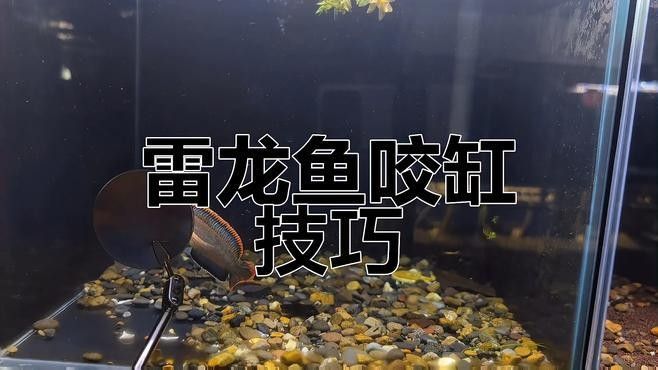 如何訓(xùn)練雷龍魚不咬人？（如何訓(xùn)練雷龍魚不咬人）