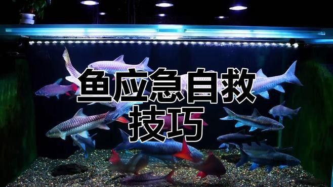 白金龍魚換水后如何處理應激（白金龍魚換水后應激處理的摘要：白金龍魚，作為觀賞魚中的佼佼者） 白金龍魚換水后如何處理應激（白金龍魚換水后應激處理的摘要：白金龍魚，作為觀賞魚中的佼佼者） 龍魚百科 第1張
