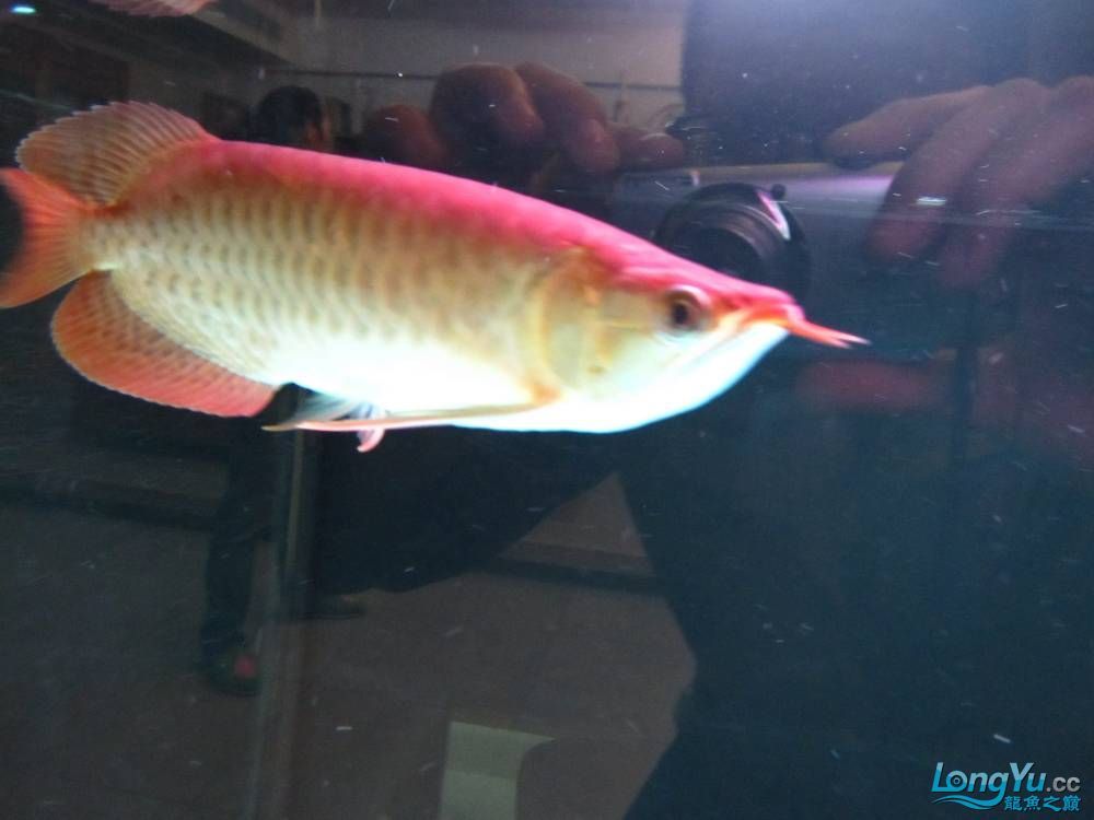 幫朋友到廣州挑選的精品紅龍路程一千多公里（廣州挑紅龍，廣州精品之旅[emoji[需手動填充]1f31f[[需手動填充]emoji[需手動填充]）
