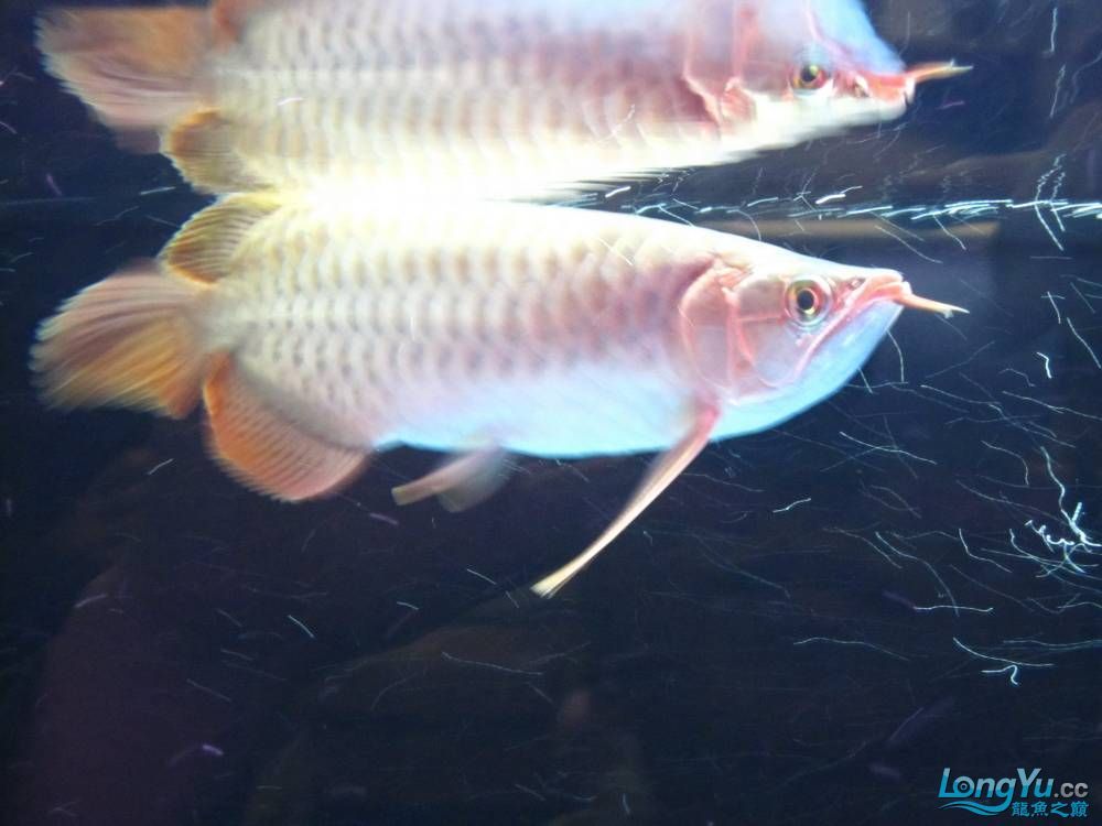 幫朋友到廣州挑選的精品紅龍路程一千多公里（廣州挑紅龍，廣州精品之旅[emoji[需手動填充]1f31f[[需手動填充]emoji[需手動填充]）