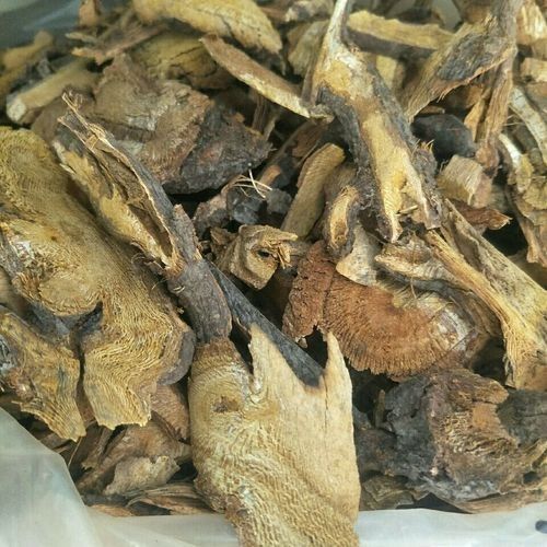 馬龍魚草藥圖片（“馬龍魚”在中醫(yī)中通常指的是“海龍”1,海龍是一種海洋中藥材）