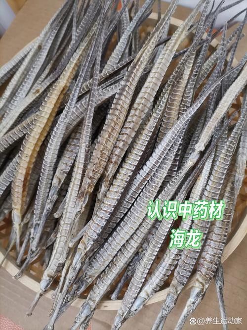 馬龍魚草藥圖片（“馬龍魚”在中醫(yī)中通常指的是“海龍”1,海龍是一種海洋中藥材）