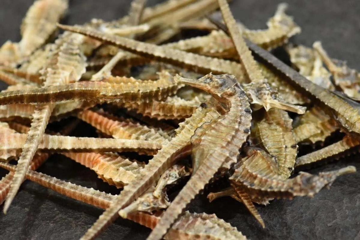 馬龍魚草藥圖片（“馬龍魚”在中醫(yī)中通常指的是“海龍”1,海龍是一種海洋中藥材）