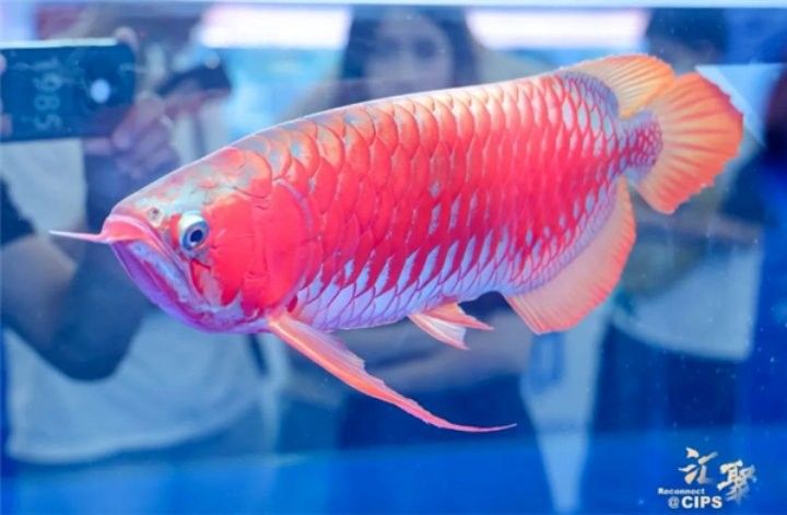 閃耐在龍魚品鑒中的重要性（閃耐在龍魚品鑒中的作用）