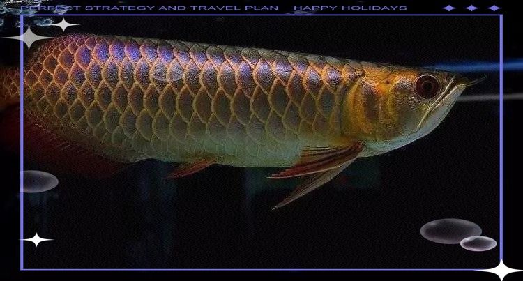 閃耐在龍魚品鑒中的重要性（閃耐在龍魚品鑒中的作用）