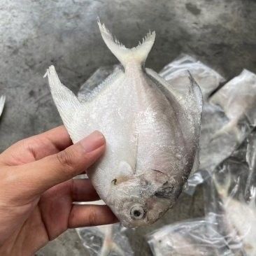 五蓮龍魚多少元一斤（五蓮龍魚價格分析） 五蓮龍魚多少元一斤（五蓮龍魚價格分析） 觀賞魚百科