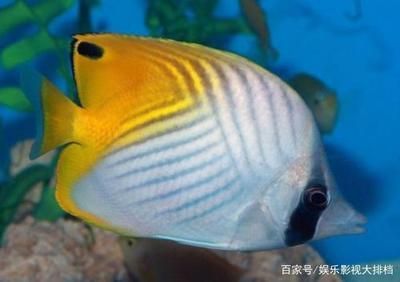 海水觀賞魚難養(yǎng)嗎（海水觀賞魚的養(yǎng)護(hù)秘籍）