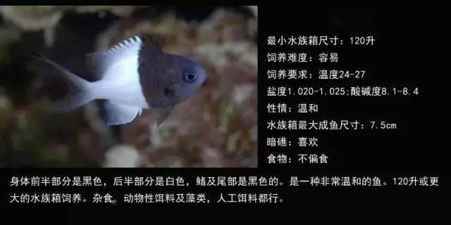 海水觀賞魚難養(yǎng)嗎（海水觀賞魚的養(yǎng)護(hù)秘籍）