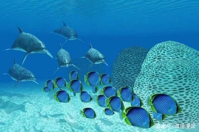 海水觀賞魚難養(yǎng)嗎（海水觀賞魚的養(yǎng)護(hù)秘籍）