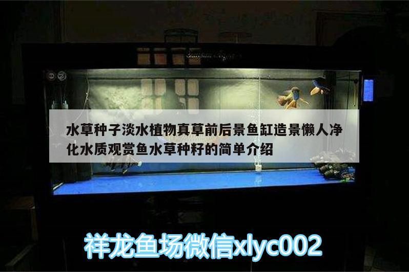 水草種子淡水植物真草前后景魚(yú)缸造景懶人凈化水質(zhì)觀賞魚(yú)水草種籽的簡(jiǎn)單介紹 水草種子淡水植物真草前后景魚(yú)缸造景懶人凈化水質(zhì)觀賞魚(yú)水草種籽的簡(jiǎn)單介紹 觀賞魚(yú)百科