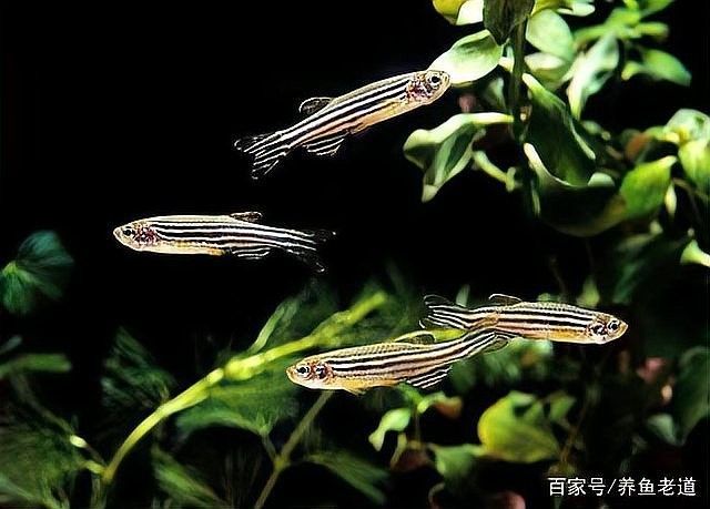 藍龍魚繁殖期如何判斷？（如何判斷藍龍魚的繁殖期？）