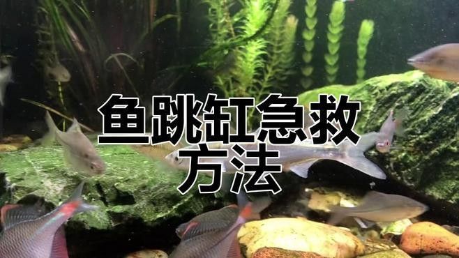 六角恐龍魚跳出魚缸后如何急救（六角恐龍魚跳出魚缸后如何進行急救）
